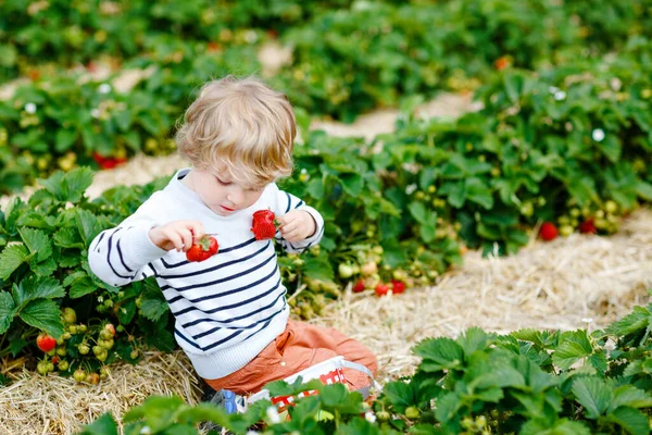 Boldog óvodás kisfiú szedi és eszi az epret a bio bogyó farmon nyáron. Gyermek a meleg napsütéses napon, érett, egészséges epret tartva. Szüretelési területek Németországban. — Stock Fotó