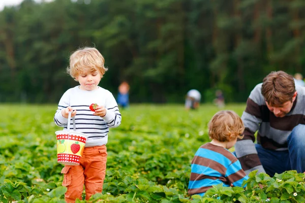 Šťastná rodina dvou předškolních chlapečků a otce, kteří v létě sbírali a jedli jahody na bio-bobulové farmě. Děti a muž na teplém slunečném dni drží zralé zdravé jahody — Stock fotografie