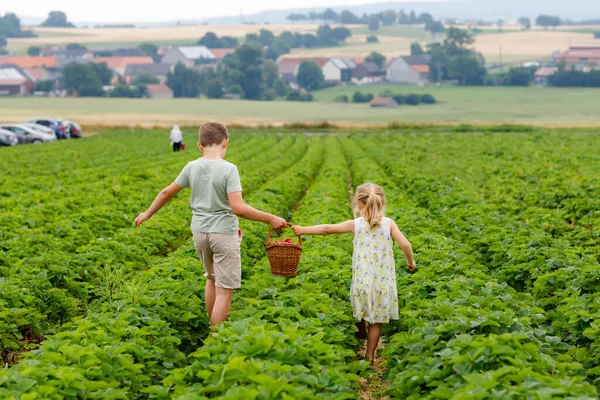 Dva sourozenci, školačka a školák se v létě baví sbíráním jahod na farmě. Děti, sestra a bratr jedí zdravé organické jídlo, čerstvé jahody. Děti pomáhající se sklizní. — Stock fotografie