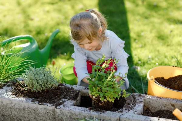 Elinde yeşil bitkiler filizlenen bahçe küreğini tutan sevimli küçük kız. Sevimli çocuk bahçeciliği, ekmeyi ve sebze yetiştirmeyi evcil bahçede öğreniyor. Ekoloji, organik gıda. — Stok fotoğraf