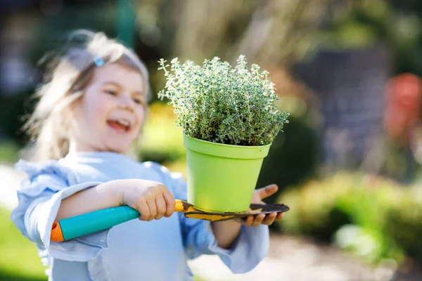 Κοντινό πλάνο του μικρού κοριτσιού που κρατάει φτυάρι κήπου με πράσινα φυτά να φυτρώνουν στα χέρια. Χαριτωμένο παιδί μαθαίνει κηπουρική, φύτευση και καλλιέργεια λαχανικών βότανα στον κήπο στο σπίτι. Οικολογία, βιολογικά τρόφιμα. — Φωτογραφία Αρχείου