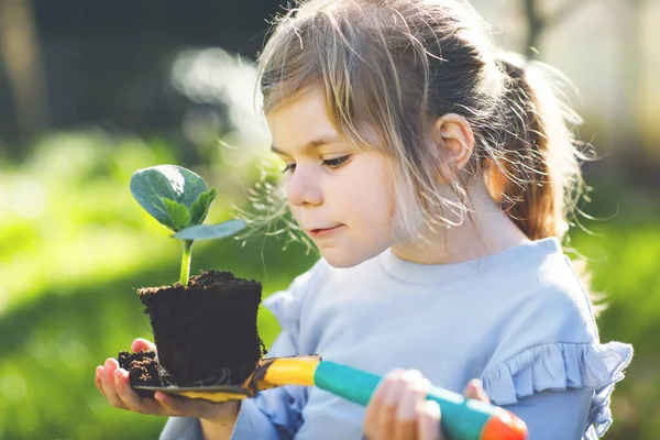 Primer plano de la pequeña niña sosteniendo la pala de jardín con plantas verdes plántulas en las manos. Lindo niño aprende jardinería, plantar y cultivar hierbas vegetales en el jardín casero. Ecología, alimentación ecológica. —  Fotos de Stock