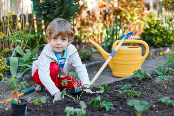 Liten pojke planterar frön och jordgubbar och tomatplantor i grönsaksträdgården, utomhus. Glad förskolebarn gör våraktiviteter tillsammans. Kid lära sig och hjälpa till i trädgården. — Stockfoto