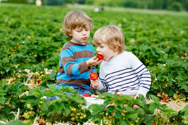 Dva malí sourozenci se v létě baví na jahodové farmě. Děti, šťastná roztomilá dvojčata, která jedí zdravé organické jídlo, čerstvé jahody jako svačinku. Děti pomáhající se sklizní — Stock fotografie