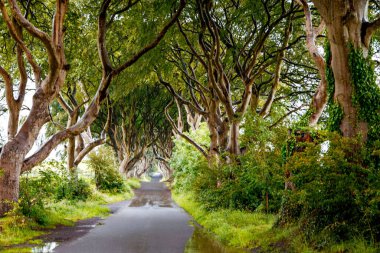 Bulutlu bir günde Kuzey İrlanda 'nın Antrim ilçesindeki muhteşem Karanlık Çitler. Bregagh Yolu boyunca Armoy ve Stranocum arasında kayın ağaçlarından oluşan bir cadde. Turistler olmadan boş yol
