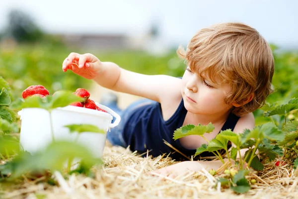 Happy preschool little boy picking and eating strawberries on organic bio berry farm in summer. Child on warm sunny day holding ripe healthy strawberry. Harvest fields in Germany. — Φωτογραφία Αρχείου