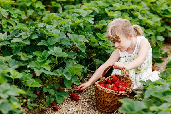 幸せな小さな就学前の女の子は、晴れた日に、夏に有機ベリーファームで健康的なイチゴを選んで食べています。子供は助けを楽しんでいる。イチゴ農園の畑の子供、熟した赤い果実. — ストック写真