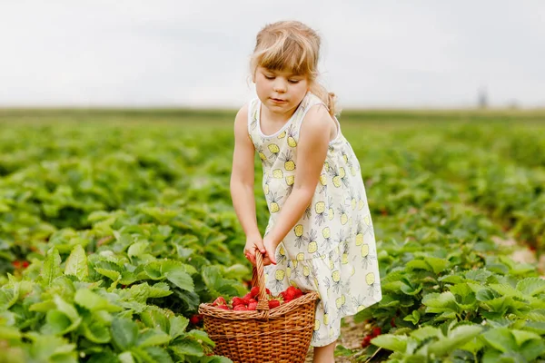 Yazın güneşli bir günde organik böğürtlen çiftliğinde sağlıklı çilek toplayıp yiyen mutlu küçük anaokulu kızı. Çocuk yardım ederken eğleniyor. Çilek tarlasında çocuk, olgun kırmızı böğürtlen. — Stok fotoğraf