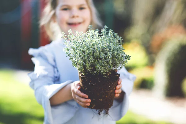 Close-up of little toddler girl holding garden shovel with green plants seedling in hands. Cute child learn gardening, planting and cultivating vegetables herbs in home garden. Ecology, organic food. — Stock Photo, Image