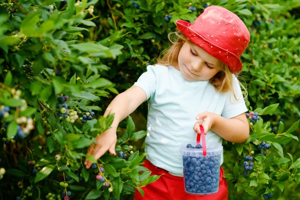 Little preschool girl picking fresh berries on blueberry field. Toddler child pick blue berry on organic orchard farm. Toddler farming. Preschooler gardening. Summer family fun. Healthy bio food. — Stock Photo, Image