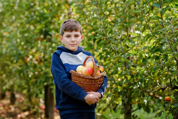 Bella bionda ragazzo felice raccogliendo e mangiando mele rosse in fattoria biologica, autunno all'aperto. divertente poco preteen scuola avendo divertente con aiutare e raccolto — Foto Stock