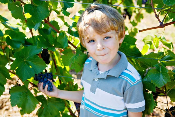 Garoto loiro feliz sorrindo, pegando uvas azuis maduras na videira. Criança a ajudar na colheita. vinhedo amous perto de Mosel e Reno, na Alemanha. Fazendo de vinho tinto delicioso. Região alemã de Rheingau. — Fotografia de Stock