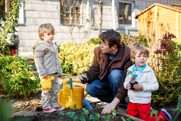 Två små pojkar och far planterar frön och jordgubbar och tomatplantor i grönsaksträdgården, utomhus. Glada förskolebarn och pappa, familj på tre som gör våraktiviteter. — Stockfoto