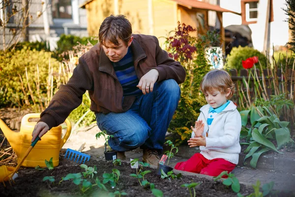 Petit garçon et père plantant des graines et des plants de fraise et de tomate dans un potager, à l'extérieur. Joyeux enfant d'âge préscolaire, mignon fils et papa faisant des activités de printemps ensemble. Famille amoureuse. — Photo