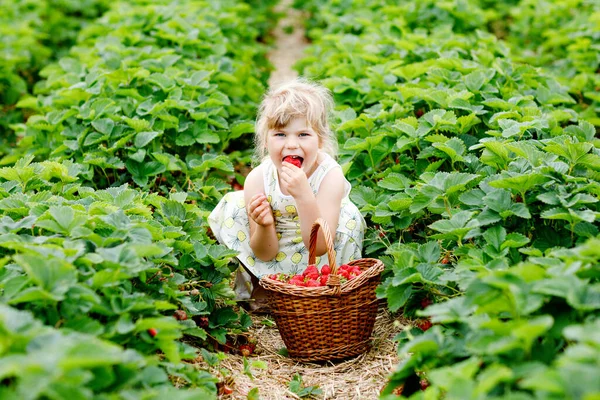 Yazın güneşli bir günde organik böğürtlen çiftliğinde sağlıklı çilek toplayıp yiyen mutlu küçük anaokulu kızı. Çocuk yardım ederken eğleniyor. Çilek tarlasında çocuk, olgun kırmızı böğürtlen. — Stok fotoğraf