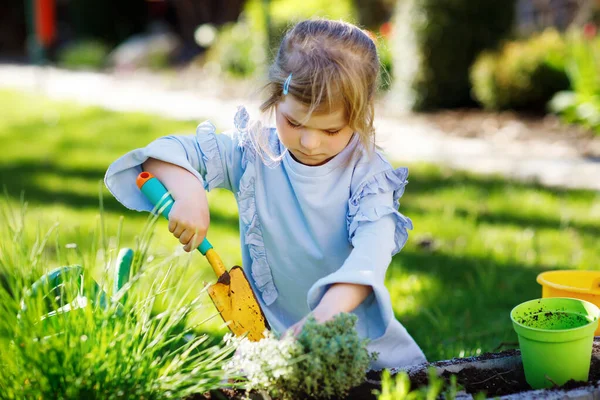 Adorável menina criança segurando pá de jardim com plantas verdes mudas nas mãos. Criança bonito aprender jardinagem, plantio e cultivo de ervas vegetais no jardim doméstico. Ecologia, alimentos orgânicos. — Fotografia de Stock