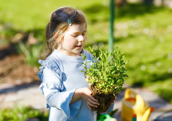 Roztomilé malé batole dívka drží zahradní lopatu se zelenými rostlinami sazenice v rukou. Roztomilé dítě se učí zahradničení, výsadbě a pěstování zeleninových bylin v domácí zahradě. Ekologie, organické potraviny. — Stock fotografie