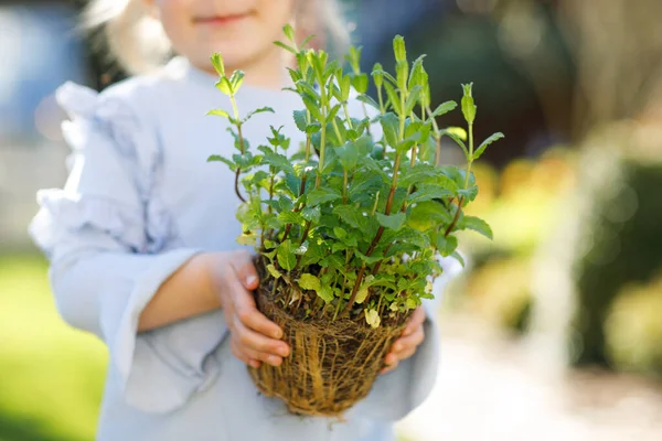 Detailní záběr malé batolata dívka drží zahradní lopatu se zelenými rostlinami semenáčkem v rukou. Roztomilé dítě se učí zahradničení, výsadbu a pěstování zeleninových bylin v domácí zahradě. Ekologie, organické potraviny. — Stock fotografie