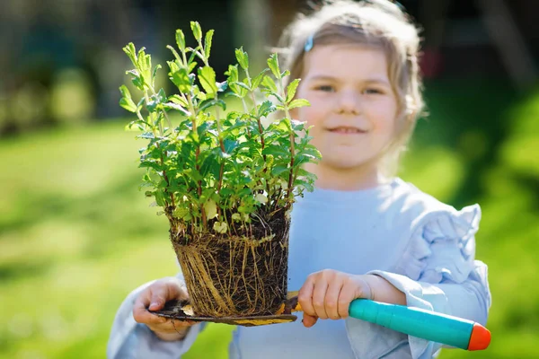 Primer plano de la pequeña niña sosteniendo la pala de jardín con plantas verdes plántulas en las manos. Lindo niño aprende jardinería, plantar y cultivar hierbas vegetales en el jardín casero. Ecología, alimentación ecológica. — Foto de Stock
