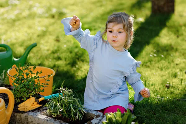 Entzückende kleine Mädchen mit Gartenschaufel mit grünen Pflanzen Sämling in den Händen. Nettes Kind lernen Gartenarbeit, Pflanzen und Anbau von Gemüsekräutern im heimischen Garten. Ökologie, Bio-Lebensmittel. — Stockfoto