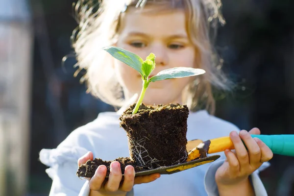 Close-up de menina pequena criança segurando pá de jardim com plantas verdes plântulas nas mãos. Criança bonito aprender jardinagem, plantio e cultivo de hortaliças ervas em casa jardim. Ecologia, alimentos orgânicos. — Fotografia de Stock