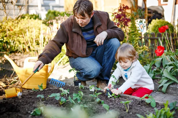 Liten pojke och far planterar frön och jordgubbar och tomatplantor i grönsaksträdgården, utomhus. Glad förskolebarn, söt son och pappa gör våraktiviteter tillsammans. Familj kär. — Stockfoto