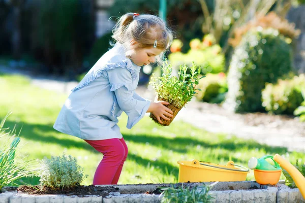 緑の植物の苗を手に庭のシャベルを持っている愛らしい小さな幼児の女の子。かわいい子供は国内庭で菜園を学び、野菜のハーブを植え、栽培する。生態系、有機食品. — ストック写真