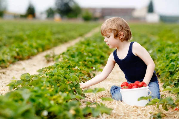 幸せな就学前の男の子は夏に有機バイオベリーファームでイチゴを選んで食べています。熟した健康的なイチゴを保持暖かい晴れた日に子供。ドイツにおける収穫畑. — ストック写真