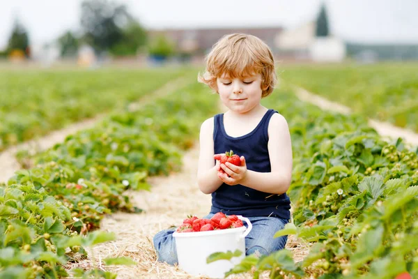 Menino pré-escolar feliz colhendo e comendo morangos na fazenda bio berry orgânica no verão. Criança em dia ensolarado quente segurando morango saudável maduro. Campos de colheita na Alemanha. — Fotografia de Stock