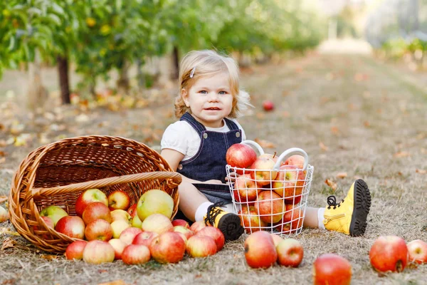 Portrait of little toddler girl with red apples in organic orchard. Adorable happy healthy baby child picking fresh ripe fruits from trees and having fun. Harvest season. — Stock Photo, Image