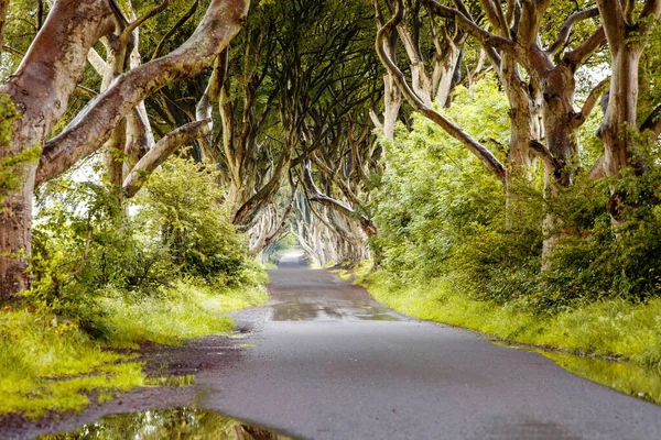 Spectaculaire Dark Hedges dans le comté d'Antrim, en Irlande du Nord, par temps nuageux et brumeux. Avenue de hêtres le long de Bregagh Road entre Armoy et Stranocum. Route vide sans touristes — Photo