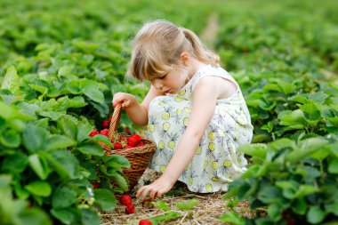 Yazın güneşli bir günde organik böğürtlen çiftliğinde sağlıklı çilek toplayıp yiyen mutlu küçük anaokulu kızı. Çocuk yardım ederken eğleniyor. Çilek tarlasında çocuk, olgun kırmızı böğürtlen.