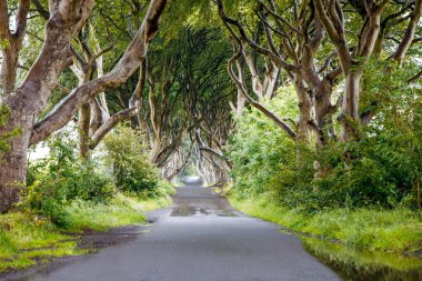 Bulutlu bir günde Kuzey İrlanda 'nın Antrim ilçesindeki muhteşem Karanlık Çitler. Bregagh Yolu boyunca Armoy ve Stranocum arasında kayın ağaçlarından oluşan bir cadde. Turistler olmadan boş yol