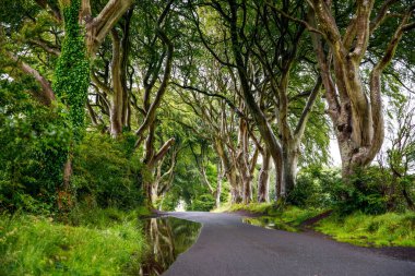 Bulutlu bir günde Kuzey İrlanda 'nın Antrim ilçesindeki muhteşem Karanlık Çitler. Bregagh Yolu boyunca Armoy ve Stranocum arasında kayın ağaçlarından oluşan bir cadde. Turistler olmadan boş yol