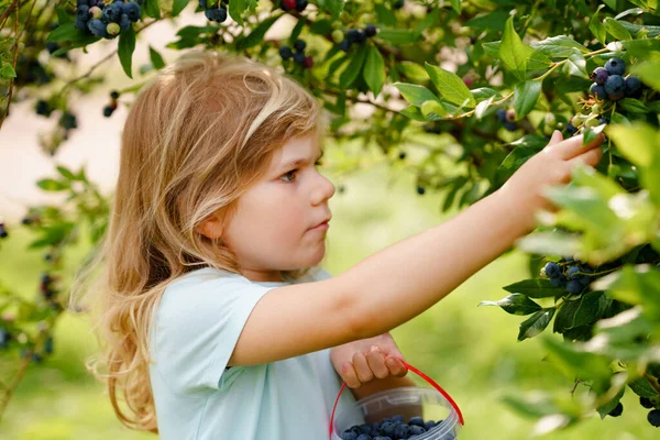 Mała przedszkolanka zbierająca świeże jagody na polu jagód. Maluch zbiera niebieskie jagody na farmie sadów organicznych. Hodowla małych dzieci. Przedszkolne ogrodnictwo. Letnia rodzinna zabawa. Zdrowa bio żywność. — Zdjęcie stockowe