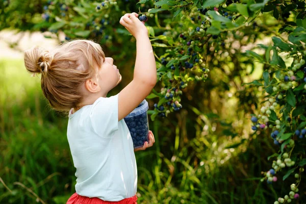 Malá školačka sbírá čerstvé bobule na borůvkovém poli. Dítě batole sbírá modré bobule na organické sadové farmě. Pěstování batolat. Školní zahradničení. Letní rodinná zábava. Zdravé bio potraviny. — Stock fotografie