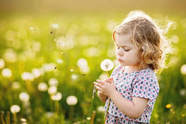 Roztomilá roztomilá holčička foukání na pampeliška květiny na přírodě v létě. Šťastné zdravé krásné batole dítě s foukačkou, baví. Jasný západ slunce, aktivní dítě. — Stock fotografie