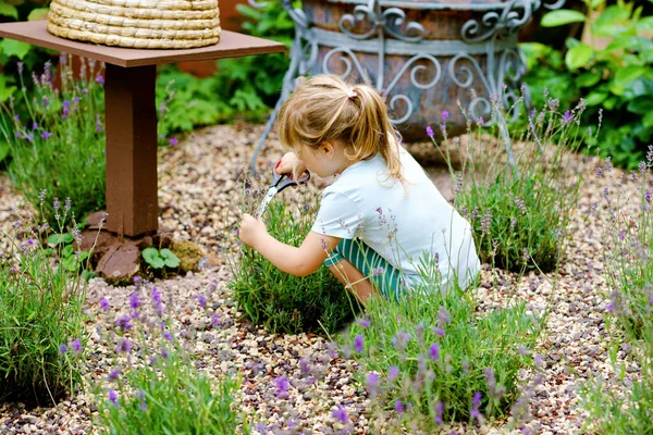 Malá školačka krájí levandulové květiny v domácí zahradě. Šťastné malé dítě, pracující s nůžkami. Děti se učí pěstovat květiny a rostliny. — Stock fotografie