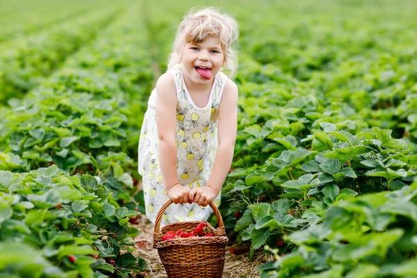 Szczęśliwa dziewczynka z przedszkola zbierająca i jedząca zdrowe truskawki na farmie organicznych jagód latem, w słoneczny dzień. Dziecko dobrze się bawi pomagając. Dziecko na polu plantacji truskawek, dojrzałe czerwone jagody. — Zdjęcie stockowe