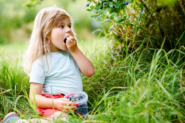 Pequena menina pré-escolar colhendo frutas frescas no campo de mirtilo. A criança escolhe a baga azul na fazenda orgânica do pomar. Criação de crianças. Jardinagem pré-escolar. Divertimento da família do verão. Alimentos biológicos saudáveis. — Fotografia de Stock