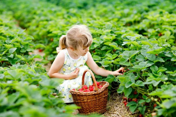 Feliz niña preescolar recogiendo y comiendo fresas saludables en la granja de bayas orgánicas en verano, en un día soleado. El niño se divierte con ayudar. Niño en el campo de plantación de fresas, bayas rojas maduras. — Foto de Stock