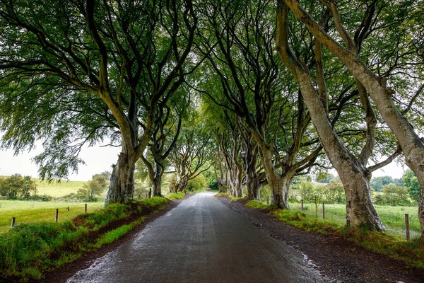 Spectaculaire Dark Hedges dans le comté d'Antrim, en Irlande du Nord, par temps nuageux et brumeux. Avenue de hêtres le long de Bregagh Road entre Armoy et Stranocum. Route vide sans touristes — Photo