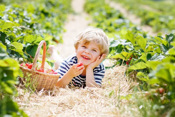 Little kid boy picking strawberries on organic bio farm, outdoors. — Stock Photo, Image