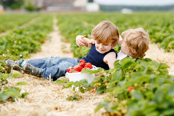 Yazın çilek çiftliğinde eğlenen iki küçük kardeş anaokulu çocuğu. Çocuklar, sağlıklı organik yiyecekler yiyen mutlu şirin ikizler, atıştırmalık olarak taze çilek. Çocuklar hasat için yardım ediyor — Stok fotoğraf