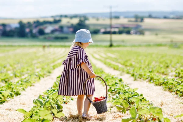 幸せな小さな幼児の女の子は、晴れた日に、夏に有機ベリーファームで健康的なイチゴを選んで食べています。子供は助けを楽しんでいる。イチゴ農園の畑の子供、熟した赤い果実. — ストック写真