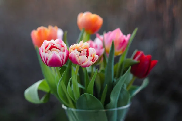 Multicolored tulips in a vase, beautiful spring flowers. — Stock Photo, Image