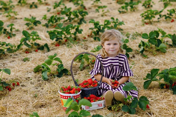 Szczęśliwa dziewczynka zbierająca i jedząca zdrowe truskawki na farmie organicznych jagód latem, w słoneczny dzień. Dziecko dobrze się bawi pomagając. Dziecko na polu plantacji truskawek, dojrzałe czerwone jagody. — Zdjęcie stockowe