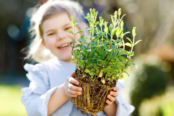Κοντινό πλάνο του μικρού κοριτσιού που κρατάει φτυάρι κήπου με πράσινα φυτά να φυτρώνουν στα χέρια. Χαριτωμένο παιδί μαθαίνει κηπουρική, φύτευση και καλλιέργεια λαχανικών βότανα στον κήπο στο σπίτι. Οικολογία, βιολογικά τρόφιμα. — Φωτογραφία Αρχείου