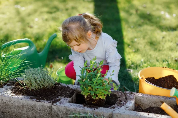 Förtjusande liten småbarnsflicka som håller trädgårdsspade med gröna växter fröplanta i händerna. Söta barn lär sig trädgårdsskötsel, plantering och odling av grönsaksörter i hushållsträdgården. Ekologi, ekologisk mat. — Stockfoto