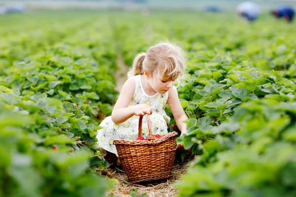 Szczęśliwa dziewczynka z przedszkola zbierająca i jedząca zdrowe truskawki na farmie organicznych jagód latem, w słoneczny dzień. Dziecko dobrze się bawi pomagając. Dziecko na polu plantacji truskawek, dojrzałe czerwone jagody. — Zdjęcie stockowe